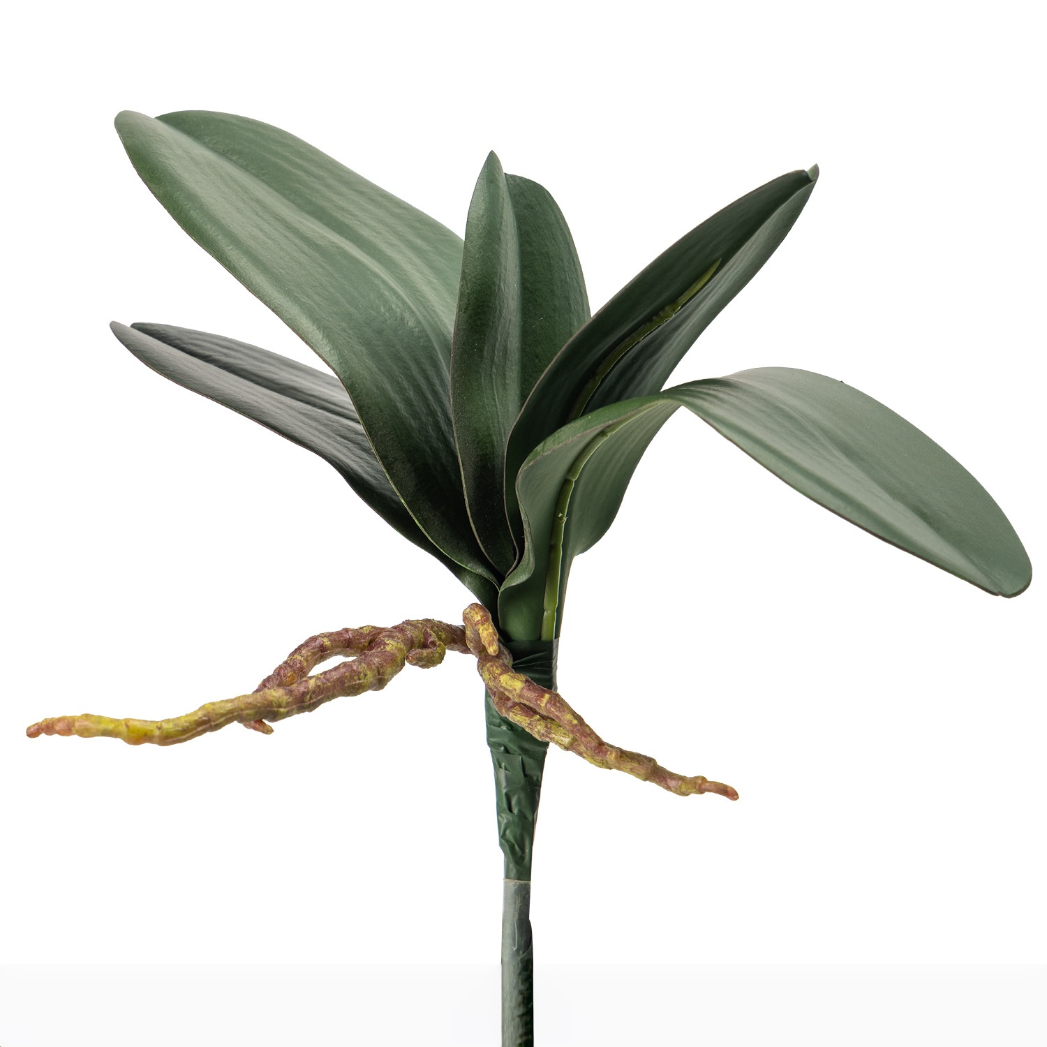 5 feuilles d'orchidées de taille moyenne