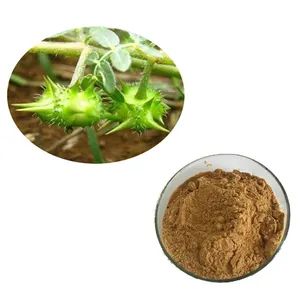 Tribulus Saponin 40% 50% 60% 70% 80% 90% 95% Tribulus Terrestris Extract Powder With 100% Water Soluble For Food Supplement