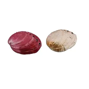 Conchiglie da spiaggia cinesi naturali a buon mercato di fabbrica varie dimensioni abalone natural polished abalone craft seashell all'ingrosso in vendita
