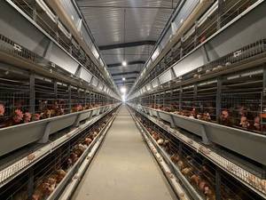 Buena Reputación Batería automática Tipo H Capa de huevo Gallinas ponedoras Jaulas Proveedor de equipos de cría de aves de corral - Product Image 6