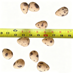 Boules de feutre en laine à <span class=keywords><strong>pois</strong></span>, feutre fait main style naturel frais, texture réaliste, ornements décoratifs rustiques élégants - Product Image 6