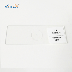 Lot de 12 Lames Préparées de <span class=keywords><strong>Champignons</strong></span> pour Microscope – Prix Usine - Product Image 5