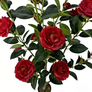 Arbre de camélia artificiel, faux arbre de camélia, arbre de camélia en pot - Product Image 5