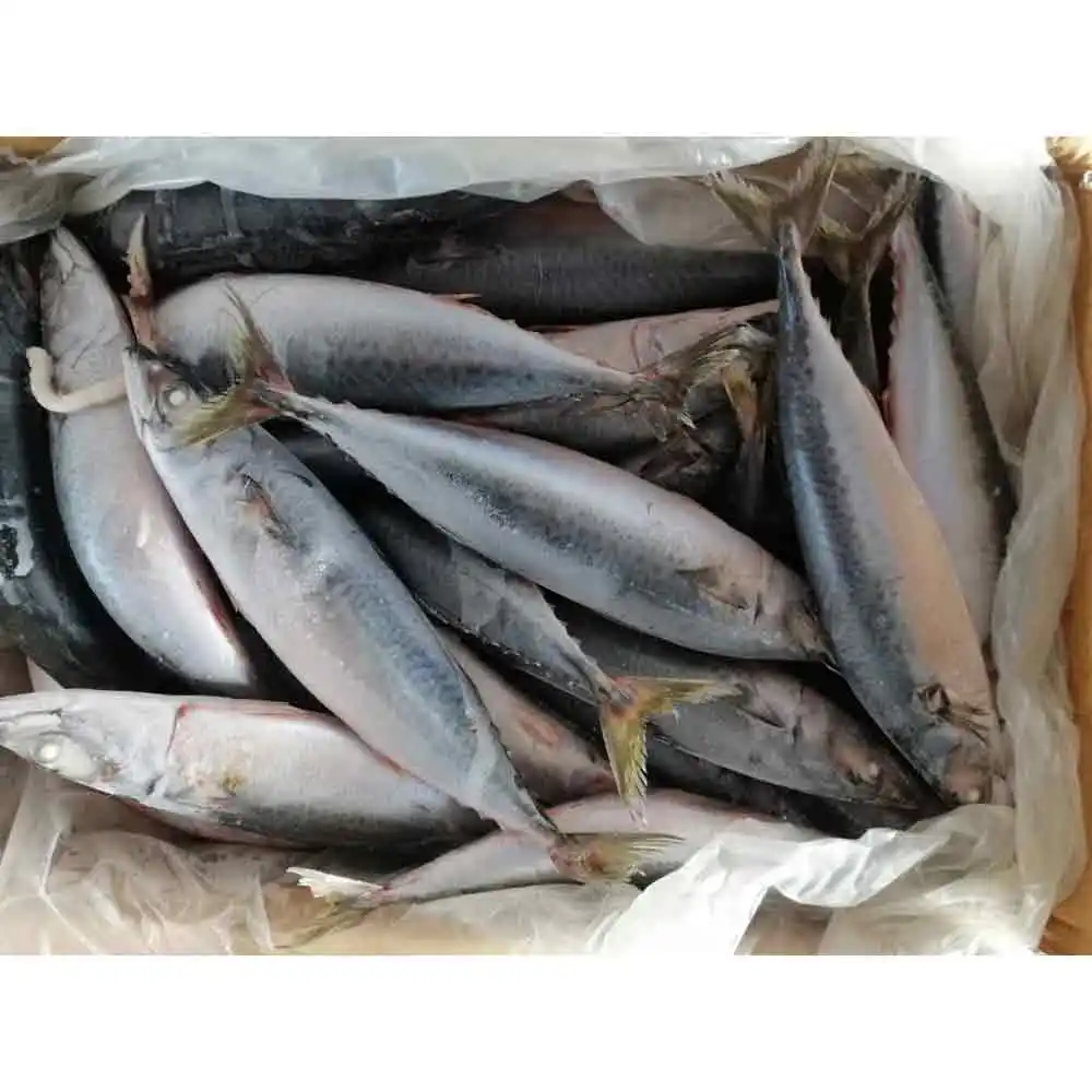 China Exportación de caballa del Pacífico congelado precio de fábrica bqf pescado de caballa pacifated congelado