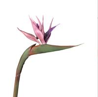 Offre Spéciale automne couleur vraie touche fleurs artificielles oiseau de paradis à vendre