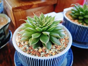 1 kg de Tierra <span class=keywords><strong>para</strong></span> Bonsáis, <span class=keywords><strong>Suculentas</strong></span> <span class=keywords><strong>y</strong></span> <span class=keywords><strong>Cactus</strong></span>, Mezcla de Piedras Boniosz, Drenaje Rápido, PH Optimizado, Sin Apagamiento de Raíces, Hecho en China - Product Image 5