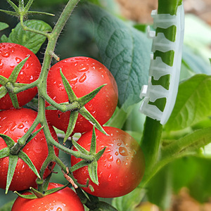 Outil de pliage de plantes Haihua, pince en plastique pour tiges de tomates, attache de renforcement verte pour support de jardinage - Product Image 2