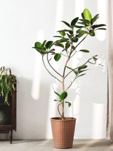 <span class=keywords><strong>Pot</strong></span> <span class=keywords><strong>de</strong></span> fleurs d'intérieur/extérieur <span class=keywords><strong>en</strong></span> bois et ciment, motif géométrique vintage nordique, <span class=keywords><strong>grand</strong></span> modèle, pieds <span class=keywords><strong>en</strong></span> forme <span class=keywords><strong>de</strong></span> bec <span class=keywords><strong>de</strong></span> canard - Product Image 4