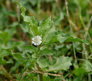 Worldwide Trader Cheveux semi-permanents verts à action rapide indiens à base de plantes biologiques Bhringraj Forme de poudre triple raffinée - Product Image 6