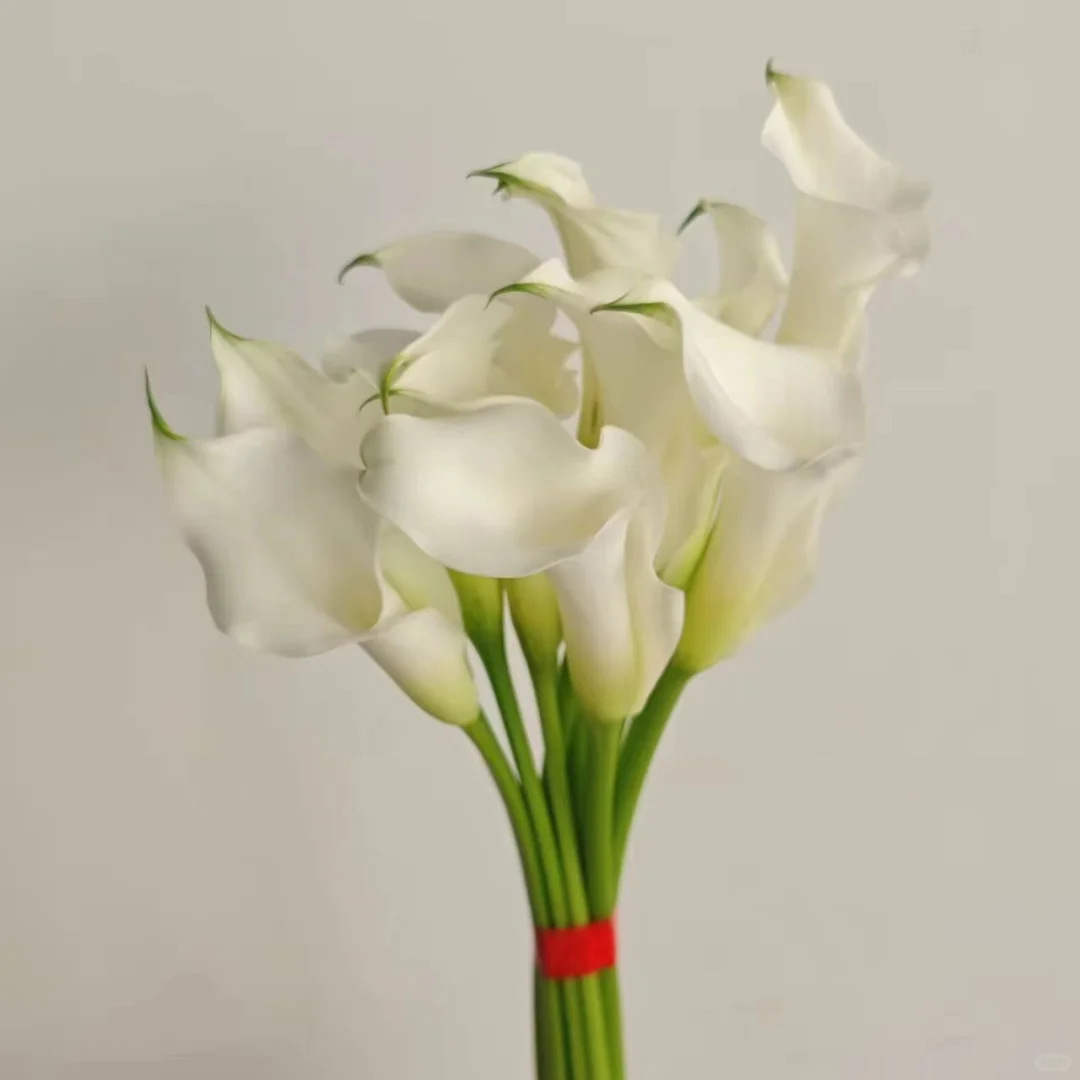 Calla lily white-1 tie 10 branches