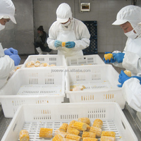 BRC HACCP Certifié IQF Cobbettes de maïs sucré surgelé blanchies