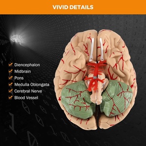 Modèle d'anatomie du cerveau humain en PVC 8 parties, grandeur nature, conception détachable d'apprentissage interactif pour <span class=keywords><strong>les</strong></span> <span class=keywords><strong>neurosciences</strong></span> médicales en <span class=keywords><strong>classe</strong></span> - Product Image 4