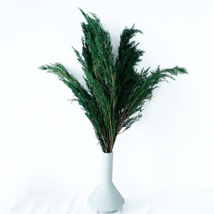 100g thông và cây bách Lá Chất lượng cao sản xuất cây Bách lá cây thông và cây bách bảo quản hoa & cây - Product Image 3