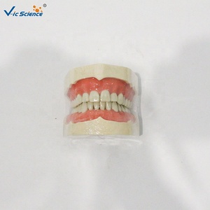 Modèle dentaire standard à 28 dents, modèle <span class=keywords><strong>d</strong></span>'enseignement complet de la <span class=keywords><strong>dentition</strong></span> permanente pour les écoles dentaires CE/ISO/ROHS/CNAS - Product Image 5