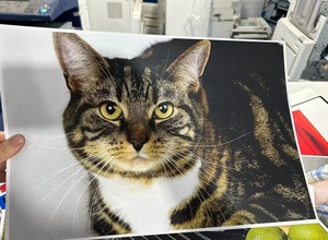 Sử dụng Máy Photocopy Ricoh 8003 Màu laser Photocopy và máy in cho rioch đầy màu sắc Máy Photocopy Photocopy giấy - Product Image 5