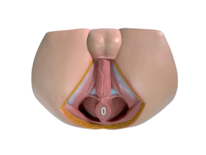 骨盤の会陰および生殖器の筋肉のためのPVCの男性の解剖学的モデル - Product Image 6