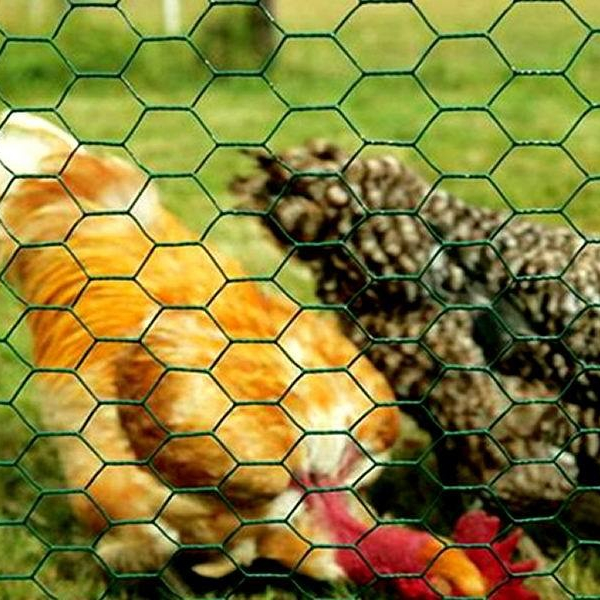 electric fence and dogs