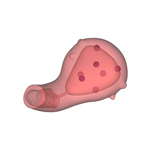 Modello di formazione per miomectomia uterina modello di formazione medica modello di insegnamento ospedaliero e scolastico - Product Image 3