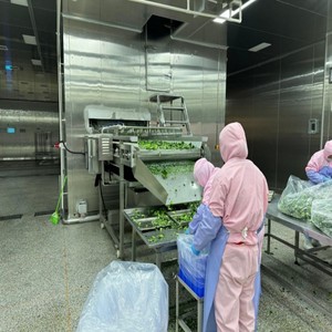 Congelador de lecho fluidizado de alta eficiencia para <span class=keywords><strong>verduras</strong></span> y frutas <span class=keywords><strong>IQF</strong></span> - Product Image 3