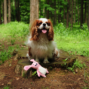 Lindo pingüino mascota masticar juguete moda perro de dibujos animados juguete hecho respetuoso con el medio ambiente moderno Natural EVA cuerda - Product Image 6