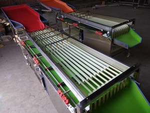 Trieuse orbitale à rouleaux pour pruneaux, ligne de tri multi-niveaux de type rail pour noisettes et agrumes, calibrage du diamètre - Product Image 3
