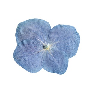 Hortensia naturel bleu carte faisant des fournitures bijoux en résine plante naturelle écologique vraie fleur pressée - Product Image 5