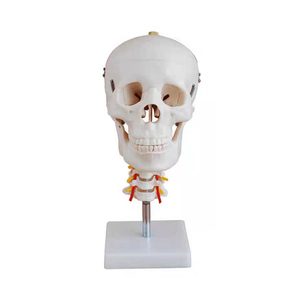 Modèle de <span class=keywords><strong>squelette</strong></span> de crâne et de vertèbres <span class=keywords><strong>cervicales</strong></span> pour adultes A1013 pour la formation des infirmières en sciences médicales, hôpitaux - Product Image 1