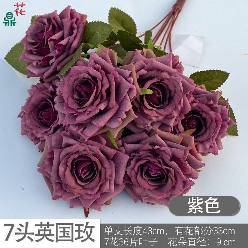 Rose britannique DG Purple à 7 têtes