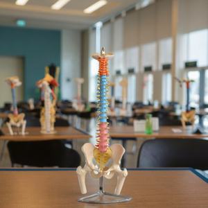 Modelo Didáctico de Columna Vertebral con Pelvis y Cabezas de Fémur, Modelo de Esqueleto de Tamaño Real, Modelo Espinal y Pélvico - Product Image 4