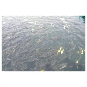मछली फ़ीड Premix की आपूर्ति गुणवत्ता सबसे कम कीमत मछली फ़ीड Premix