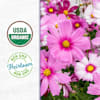 Back to the Roots Organic Cosmos Flower Grow Kit, Ukuran Kecil