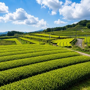 Té Verde Japonés MEI-B de Calidad Excepcional – Matcha en Polvo Premium de Primera Cosecha de Shizuoka Yabukita para Ceremonia del Té - Product Image 5