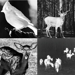 Muestra Gratuita de Cámara Térmica A10LRF, Visión Nocturna, Infrarrojos, Óptica, Telescopio Térmico Portátil, Versión Bosque, Monocular - Product Image 5