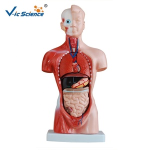 Modelo de Torso de 26 cm con 15 Partes, para Enseñanza de Anatomía Básica en Facultades de Medicina y Biología en Universidades, Cumple con CE/ISO/ROHS - Product Image 3