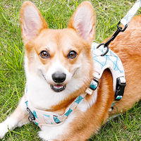 Meilleures ventes d'accessoires pour animaux de compagnie Nouvelle sangle de poitrine pour chien confortable et respirante Trois ensembles