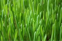 Poudre de jus d'herbe d'orge superalimentaire en vrac, extrait d'herbe d'orge, aliment santé, poudre d'herbe d'orge hydrosoluble
