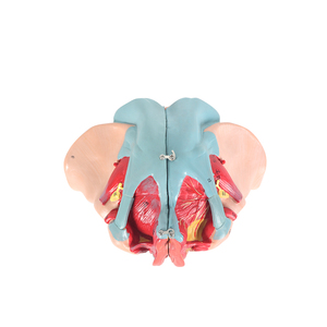 نموذج تشريحي للحوض من كلوريد البولي فينيل لكبار السن من الإناث بما في ذلك الأعضاء التناسلية والأعصاب الوعائية للتدريب على العلوم الطبية في المدارس - Product Image 6