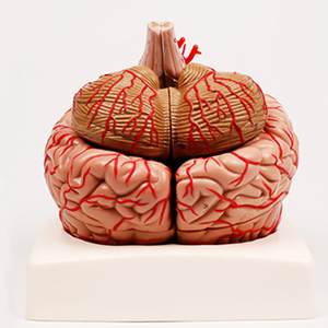 Chinon Y Tế công cụ giảng dạy não Mô hình giải phẫu với động mạch não dây thần kinh màu sắc (9 phần) tiên tiến PVC 17x15x15cm BIX-A1049 - Product Image 5