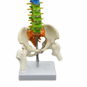 Recursos Didácticos, Modelo <span class=keywords><strong>de</strong></span> Anatomía <span class=keywords><strong>de</strong></span> 45 CM, Columna Vertebral y Pelvis Humana con <span class=keywords><strong>Huesos</strong></span> <span class=keywords><strong>de</strong></span> Pierna (Blanco), Certificado ISO para Enseñanza Médica - Product Image 3