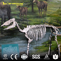 Alismy Dino DS725 squelette d'animal, modèle 3d, squelette de cheval