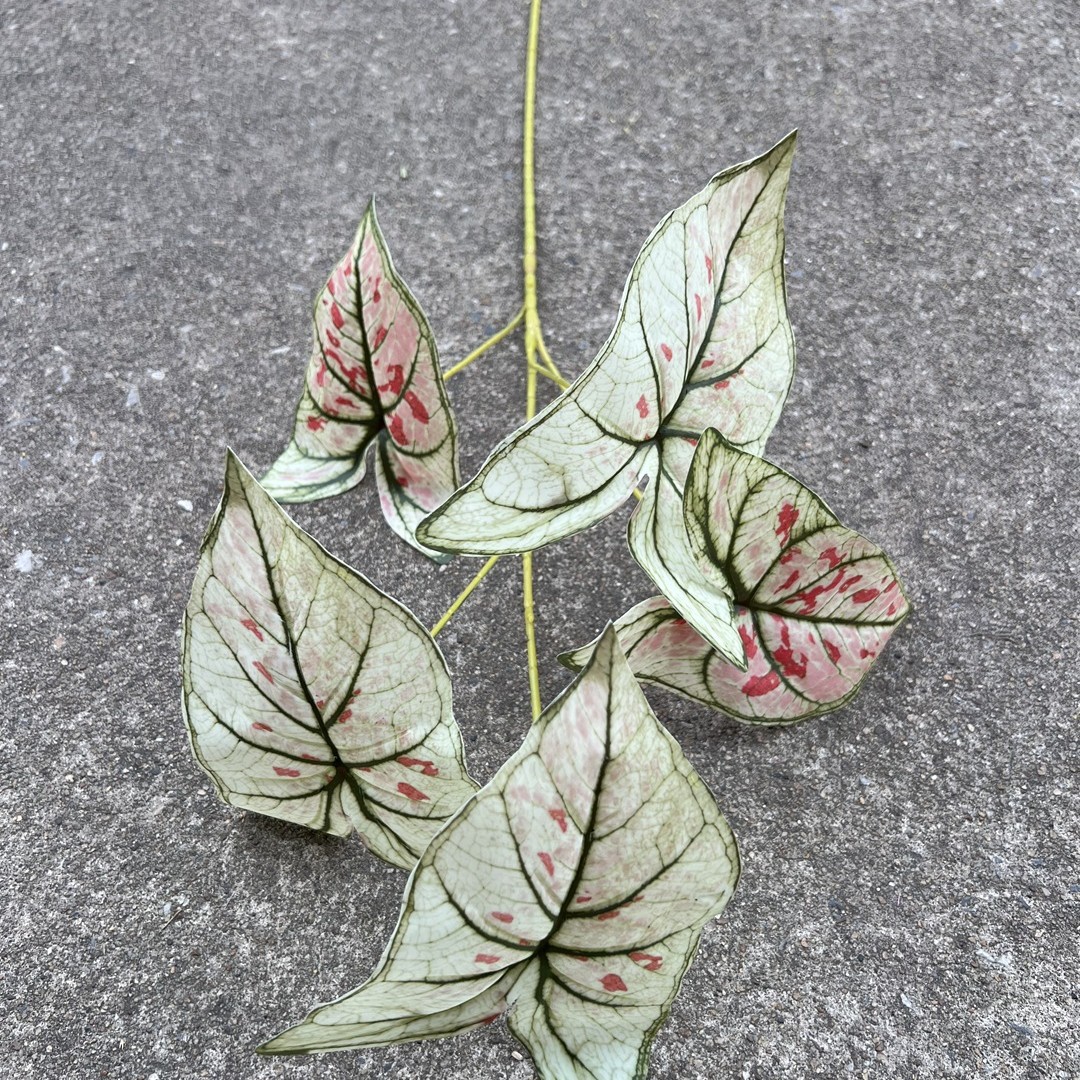 5 fourchettes branche haute couleur feuille taro blanc