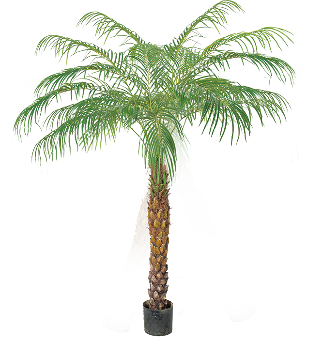 Phoenix Palm 170cm -polyester trunk
