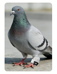 조류 추적기 경주 비둘기 훈련 <span class=keywords><strong>GPS</strong></span> 추적기 플라스틱 칩 링 실시간 위치 추적 블루투스/WiFi IP68 방수 - Product Image 1