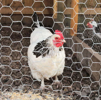Maille de fil hexagonal galvanisé, revêtement en PVC plastique, 6 à 8 pieds de haut, clôture de cage, filet de clôture, rouleau de maille, fil de poulailler à vendre