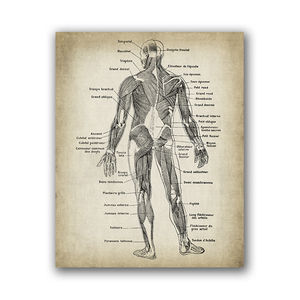 Impressions et affiches d'art d'<span class=keywords><strong>anatomie</strong></span> humaine, affiches d'<span class=keywords><strong>anatomie</strong></span> vintage peinture sur toile art mural photos décoration de clinique de médecin - Product Image 4