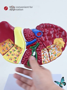 Modelo de PVC de Educación Médica de anatomía humana del hígado <span class=keywords><strong>y</strong></span> la vesícula biliar para entrenamiento de <span class=keywords><strong>cirugía</strong></span> digestiva en medicina <span class=keywords><strong>y</strong></span> escuelas - Product Image 6