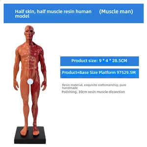 Modèle d'anatomie artistique de 30cm en résine PVC Structure musculaire et squelettique pour dessin et sculpture pour l'enseignement des sciences médicales - Product Image 5