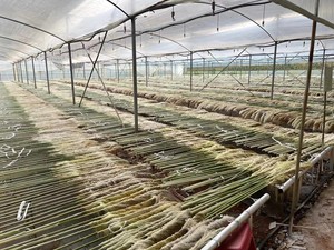 Q-3008 Ingrosso Fiori di Pampa, Erba della Pampa per <span class=keywords><strong>Centrotavola</strong></span> Matrimoniali, Piante di Pampa - Product Image 4