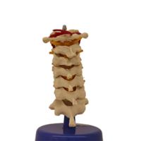 Exposition de laboratoire directe d'usine bassin lombaire colonne vertébrale fémorale consiste en sacrum osseux avec coccyx vertèbres lombaires