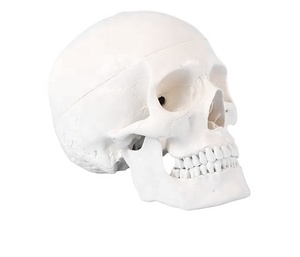 Life-Size PVC Adult Skull Anatomical <strong>Model</strong> 3-Part Lab with Removable Articulated <strong>Models</strong> for Training CE/ISO - Product Image 5